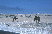 Camels in the desert (Saudia Arabia)