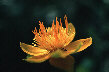 Flower closeup